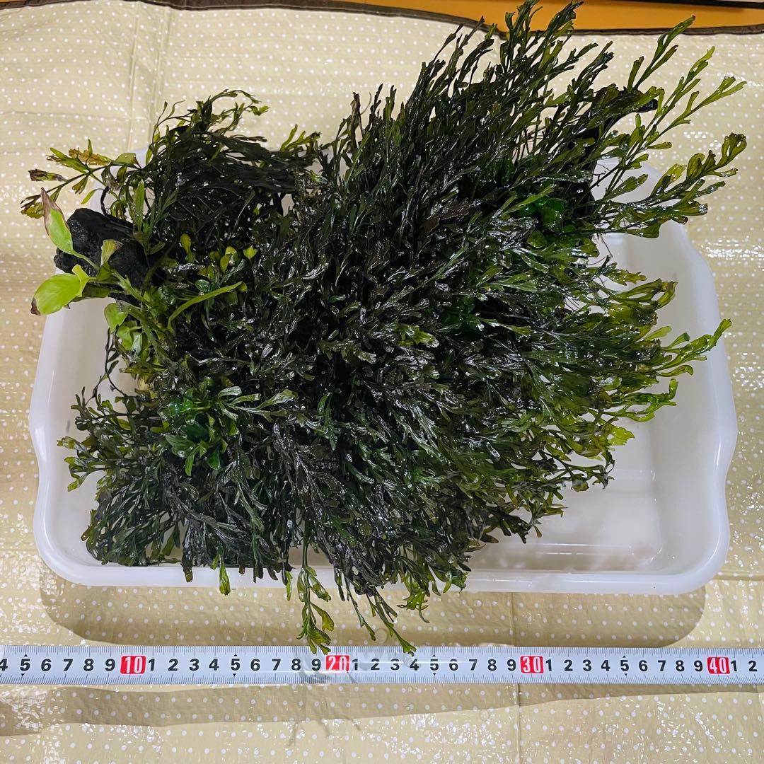 引き取り限定 ADA45㎝ 陰性水草水槽フルセット