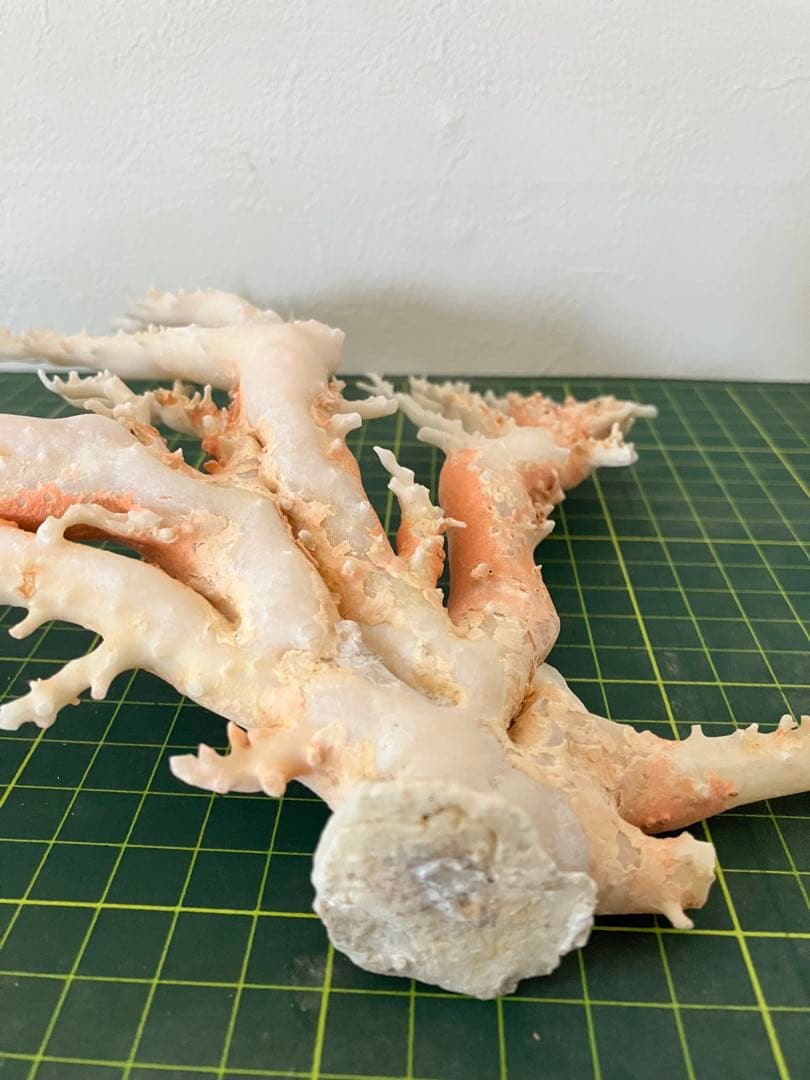 珊瑚　原木　置物　桃色珊瑚　白珊瑚