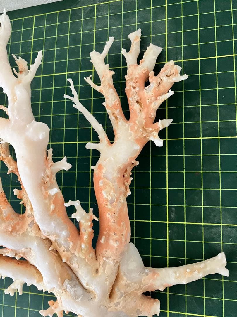 珊瑚　原木　置物　桃色珊瑚　白珊瑚