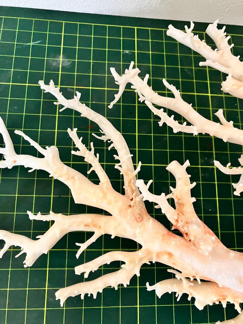 珊瑚　原木　置物　桃色珊瑚　白珊瑚