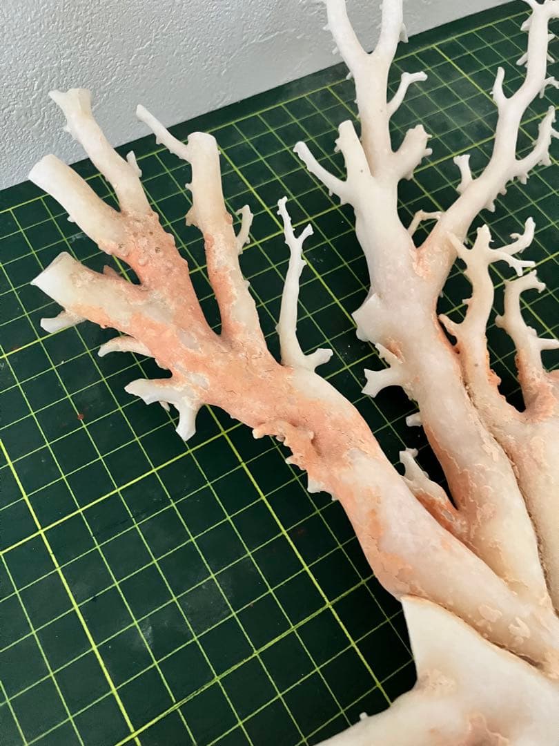 珊瑚　原木　置物　桃色珊瑚　白珊瑚