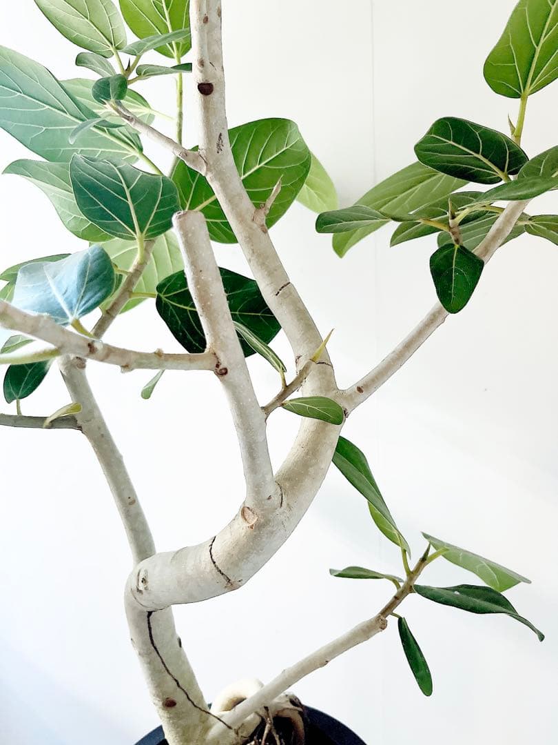 幹太 曲がり フィカス ベンガレンシス 観葉植物 大型 室内