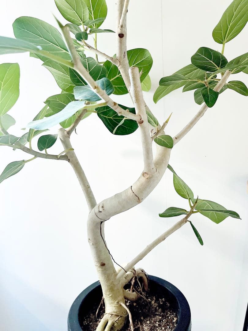 幹太 曲がり フィカス ベンガレンシス 観葉植物 大型 室内