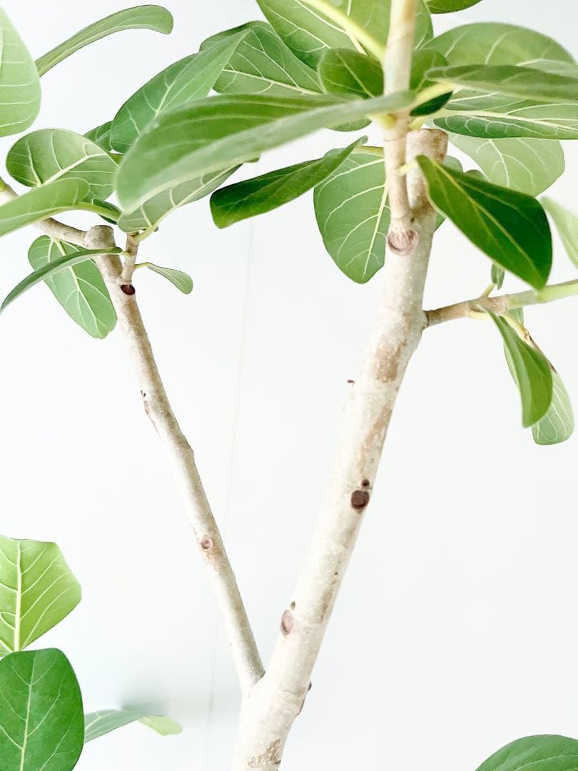 幹太 曲がり フィカス ベンガレンシス 観葉植物 大型 室内