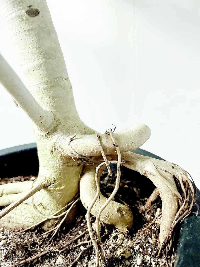 幹太 曲がり フィカス ベンガレンシス 観葉植物 大型 室内