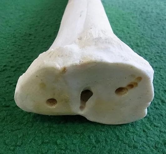 キリン ★ South African Giraffe レッグボーン