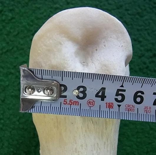 キリン ★ South African Giraffe レッグボーン