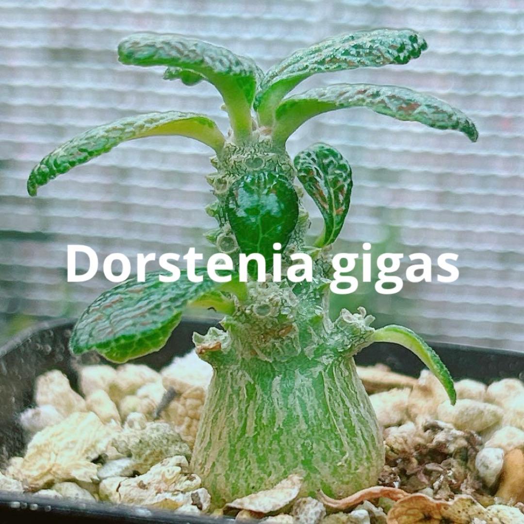 【将来有望★超選抜株★早い者勝ち】　ドルステニア　ギガス　実生　鉢のまま発送48