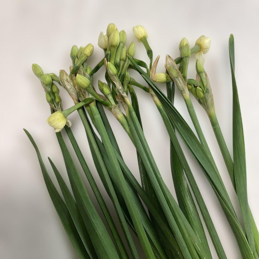 30梅の花　水仙　生花セット　梅花　インテリア　アレンジメントフラワー