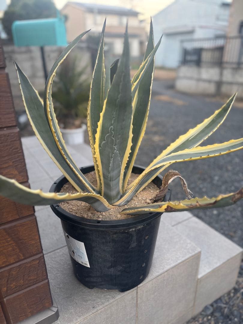 アメリカーナバリエガーダ親株　　　アガベドライガーデン