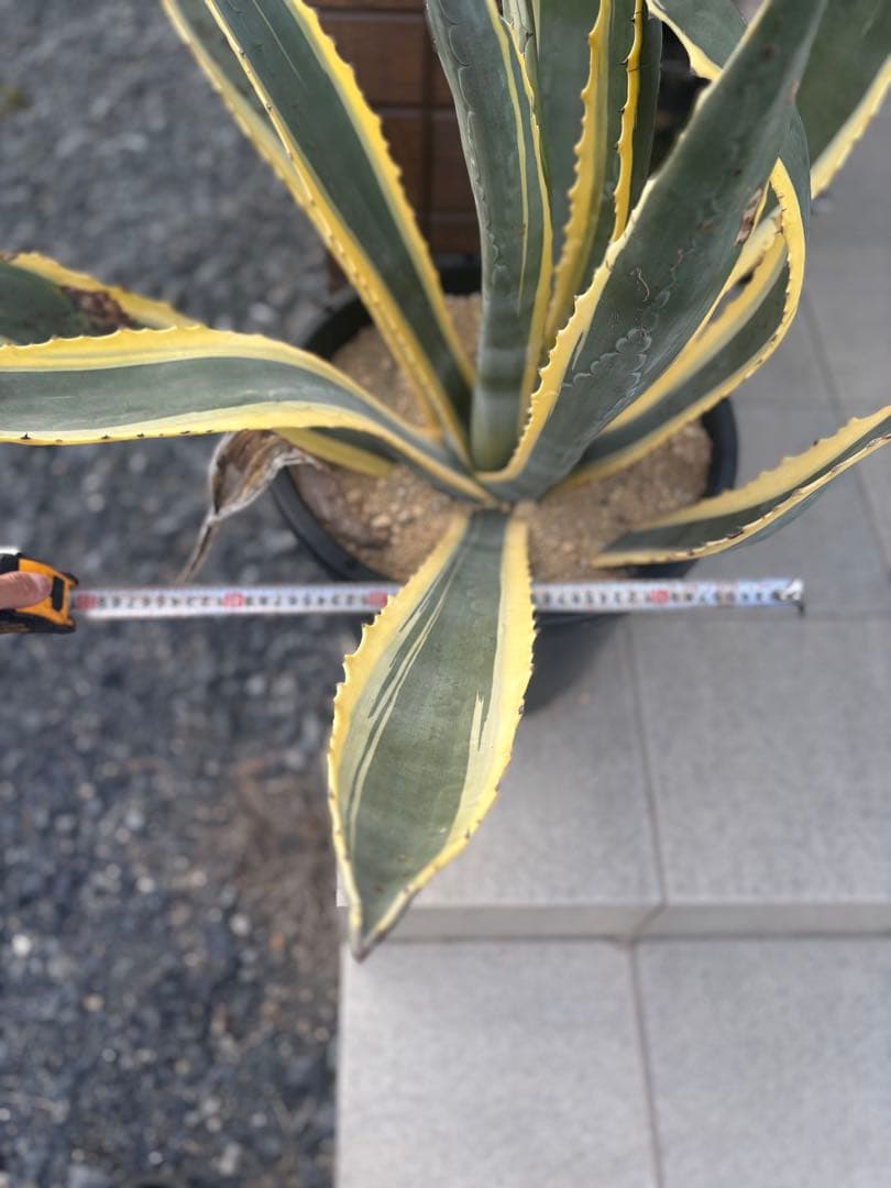 アメリカーナバリエガーダ親株　　　アガベドライガーデン