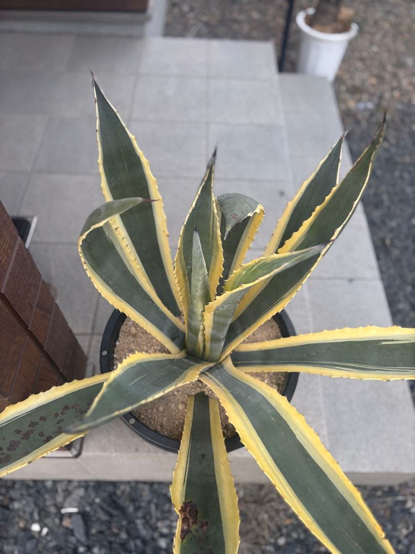 アメリカーナバリエガーダ親株　　　アガベドライガーデン