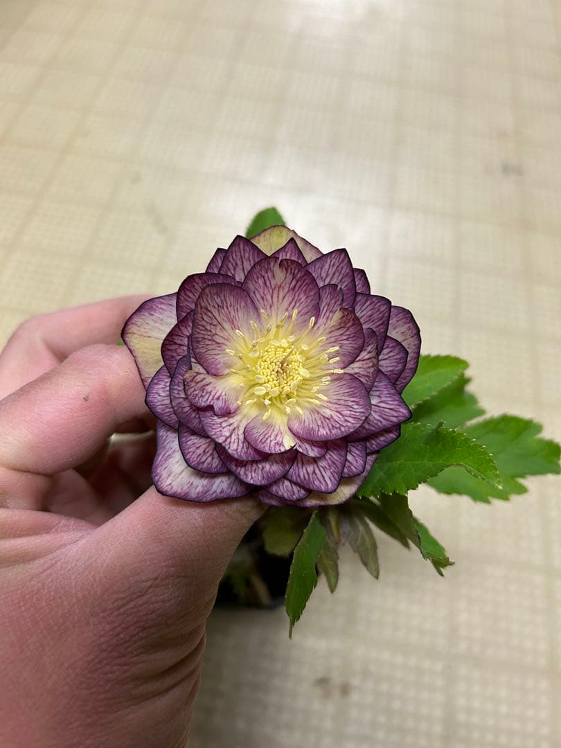 多弁ゴールド 加藤農園クリスマスローズ同梱可能