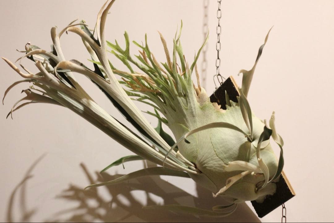 P.veitchii 'Auburn ' 子株販売　ビカクシダ