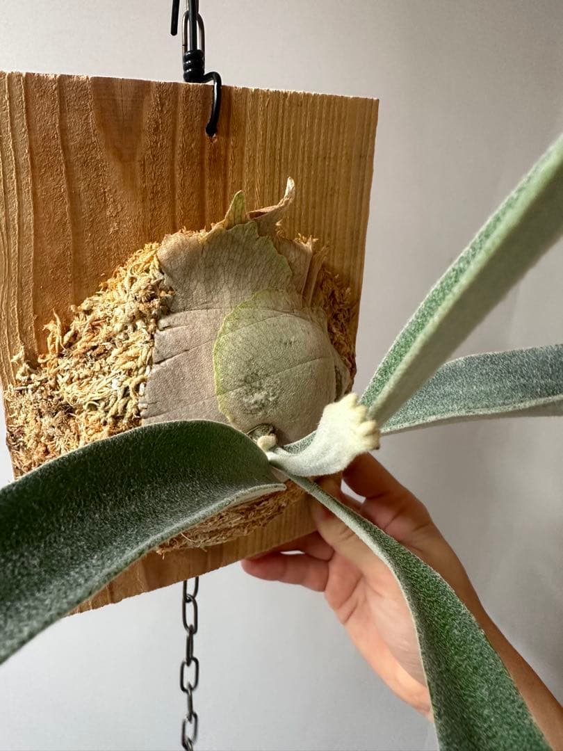 P.veitchii 'Auburn ' 子株販売　ビカクシダ