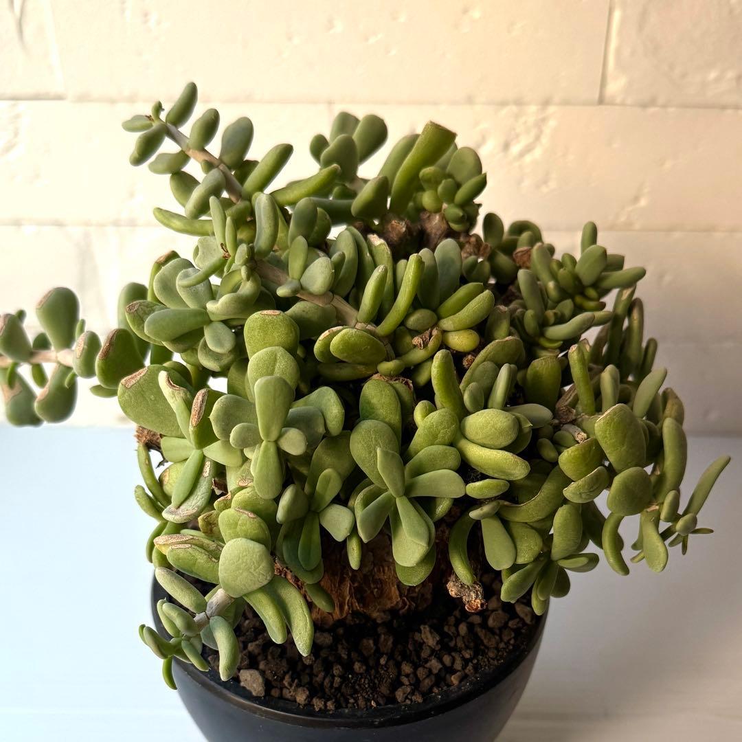 ケラリア ピグマエア 現地球 発根済 大株