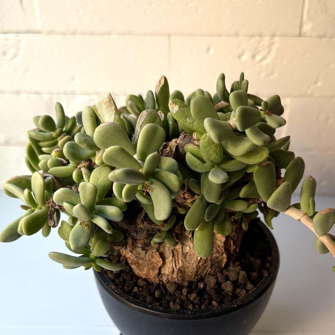 ケラリア ピグマエア 現地球 発根済 大株