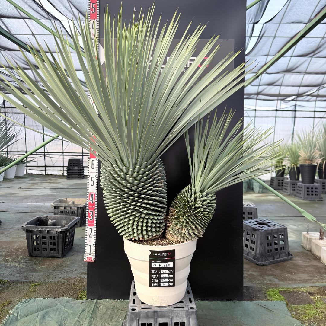 【AL-F1138】ユッカ　ロストラータ　バケモノ級　超超超極太　シルバー個体