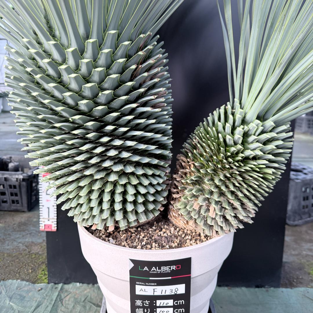 【AL-F1138】ユッカ　ロストラータ　バケモノ級　超超超極太　シルバー個体