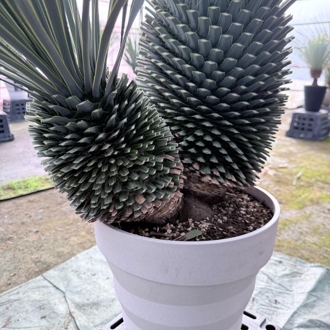 【AL-F1138】ユッカ　ロストラータ　バケモノ級　超超超極太　シルバー個体