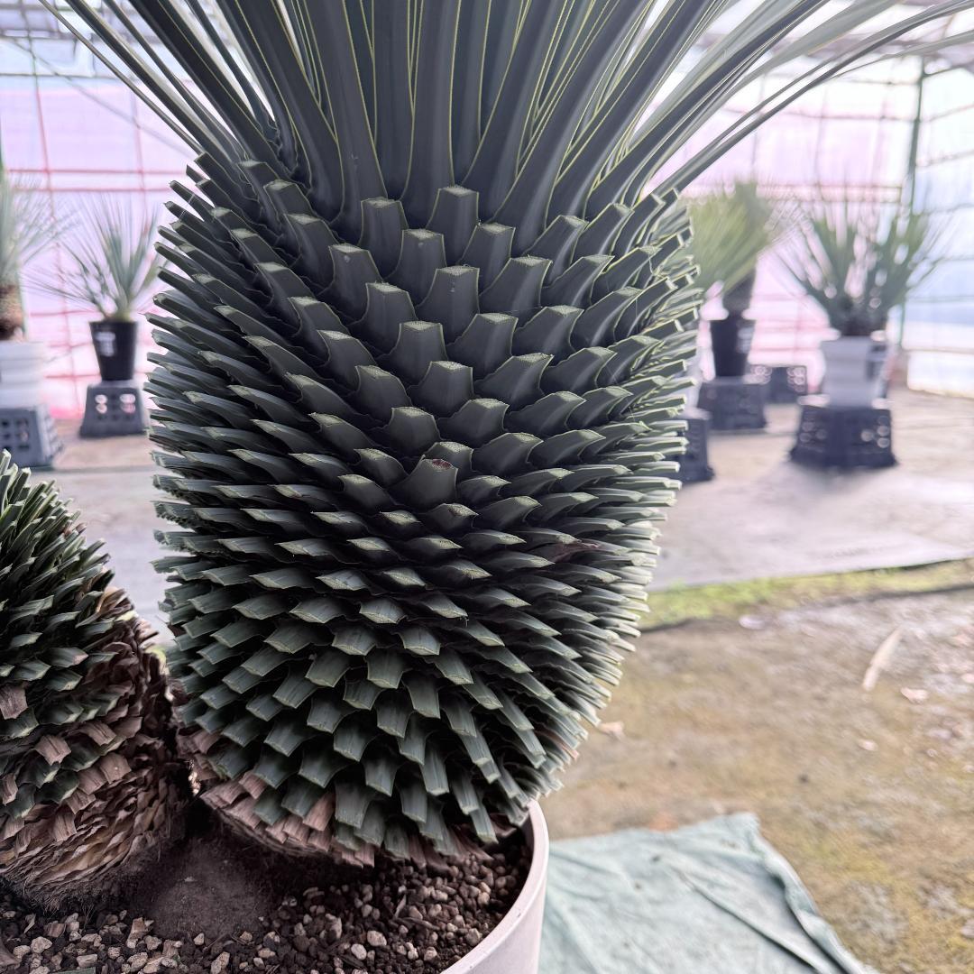 【AL-F1138】ユッカ　ロストラータ　バケモノ級　超超超極太　シルバー個体