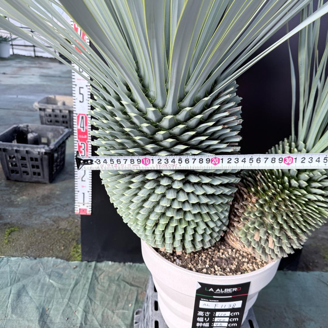 【AL-F1138】ユッカ　ロストラータ　バケモノ級　超超超極太　シルバー個体