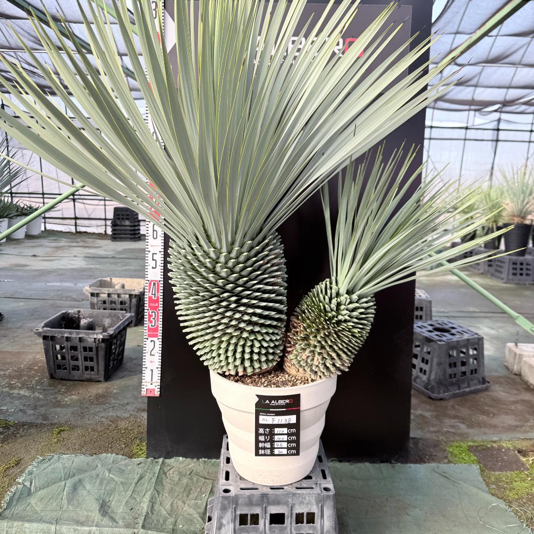 【AL-F1138】ユッカ　ロストラータ　バケモノ級　超超超極太　シルバー個体