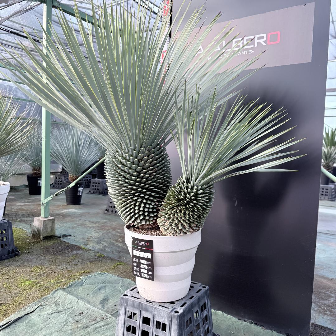 【AL-F1138】ユッカ　ロストラータ　バケモノ級　超超超極太　シルバー個体