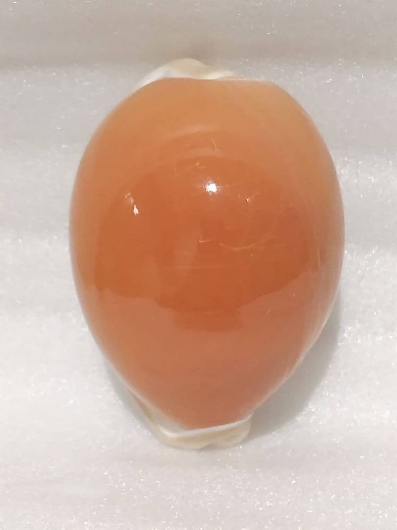 貝殻 ナンヨウダカラ(タカラガイ科)