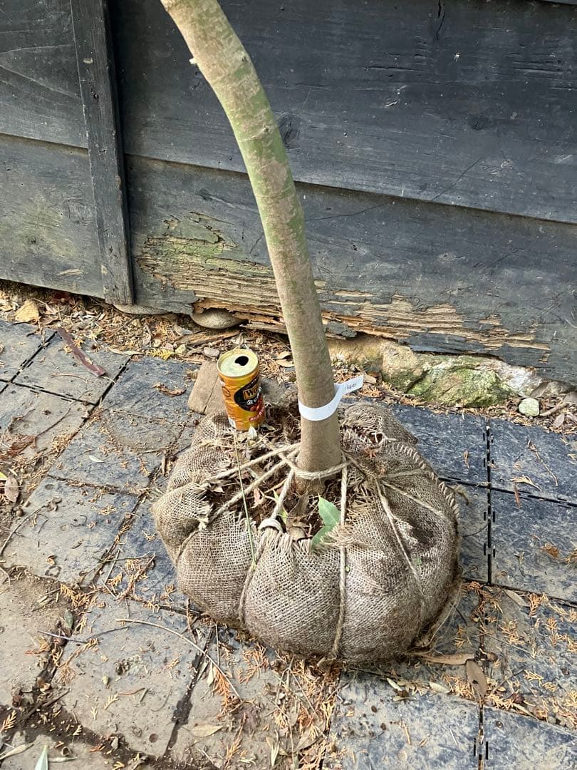 40 山採り　イロハモミジ