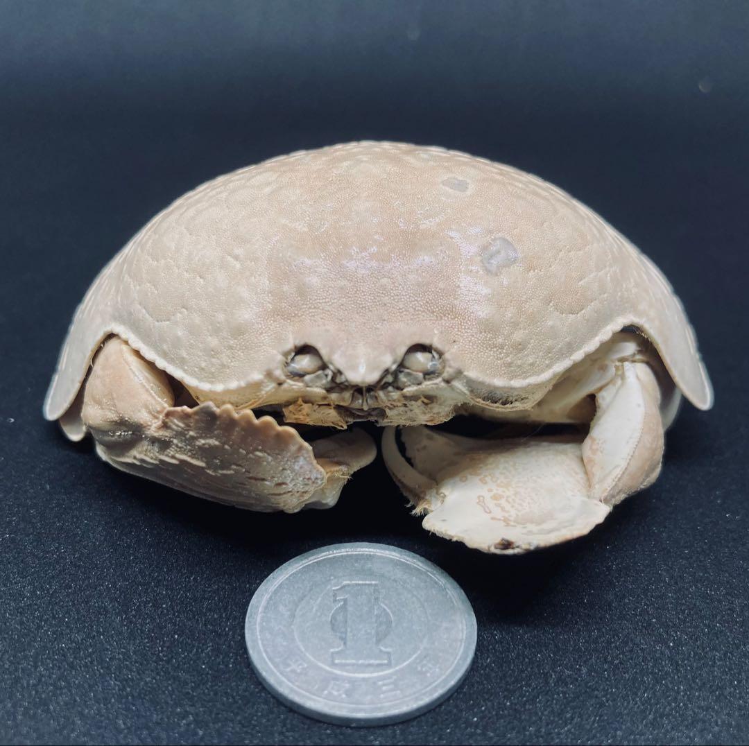 マルソデカラッパ 乾燥標本　カラッパ　カニ 標本
