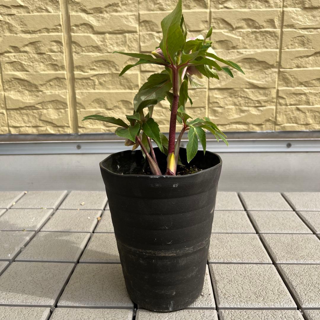 mamoさま　ご予約品　2点