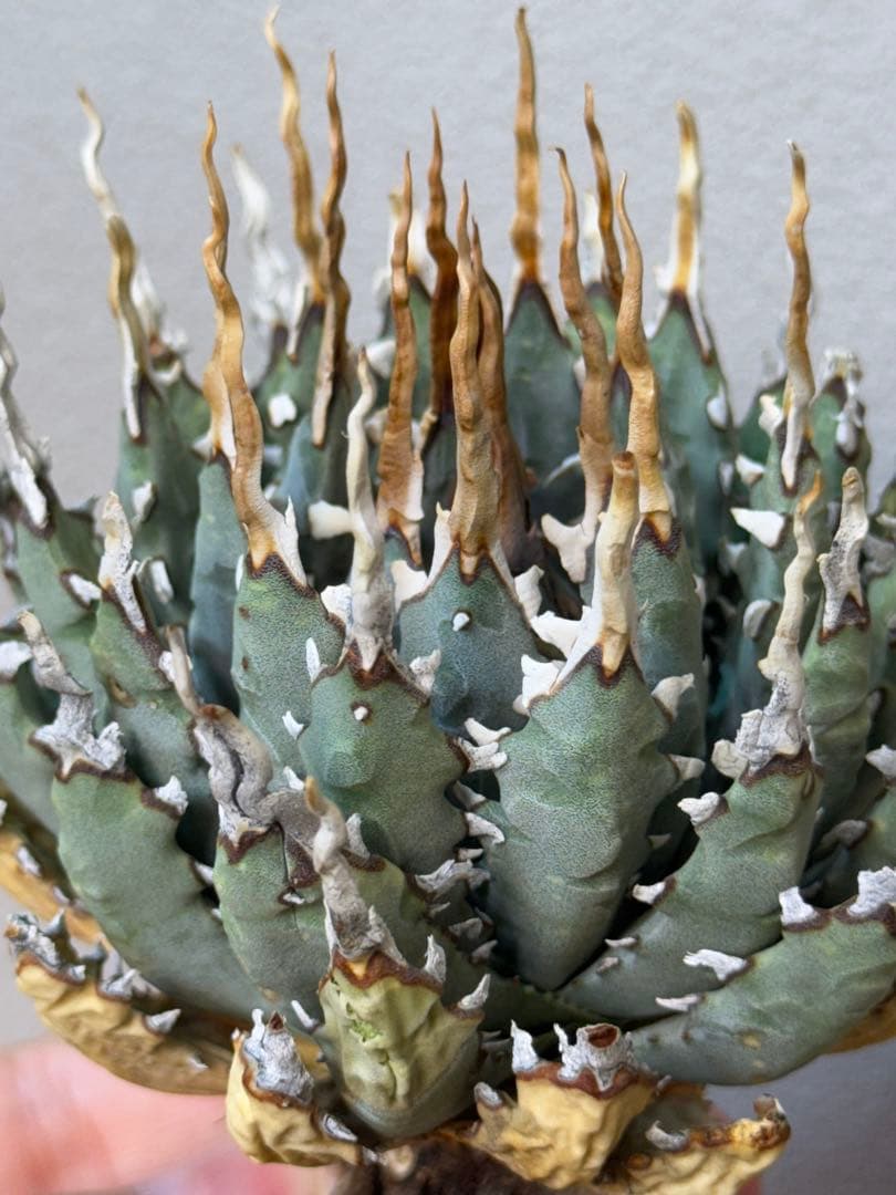 アガベ　ユタエンシス　エボリスピナ　陽炎　連刺　良型