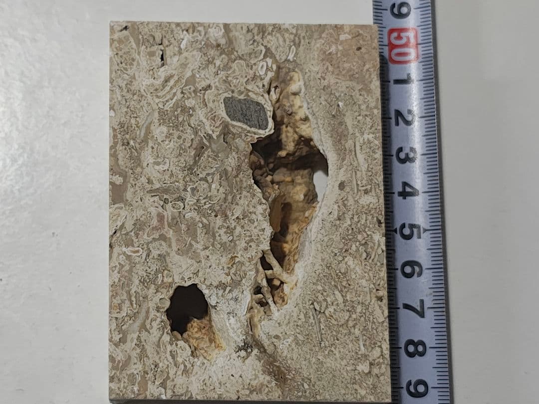 日本産　化石入り大理石(の切れ端)25個セット