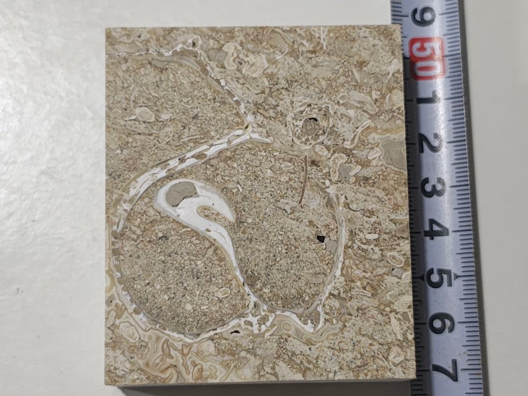 日本産　化石入り大理石(の切れ端)25個セット