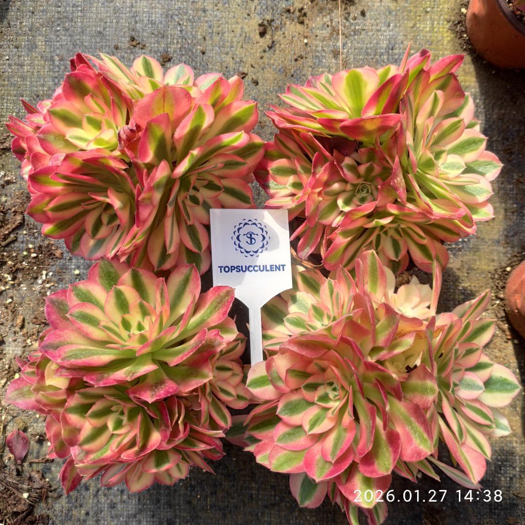 Top【選抜株】多肉植物　21965アエオニウム　ウィッチ 24個　鉢無し/脱土