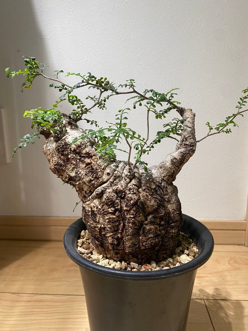 オペルクリカリアパキプス