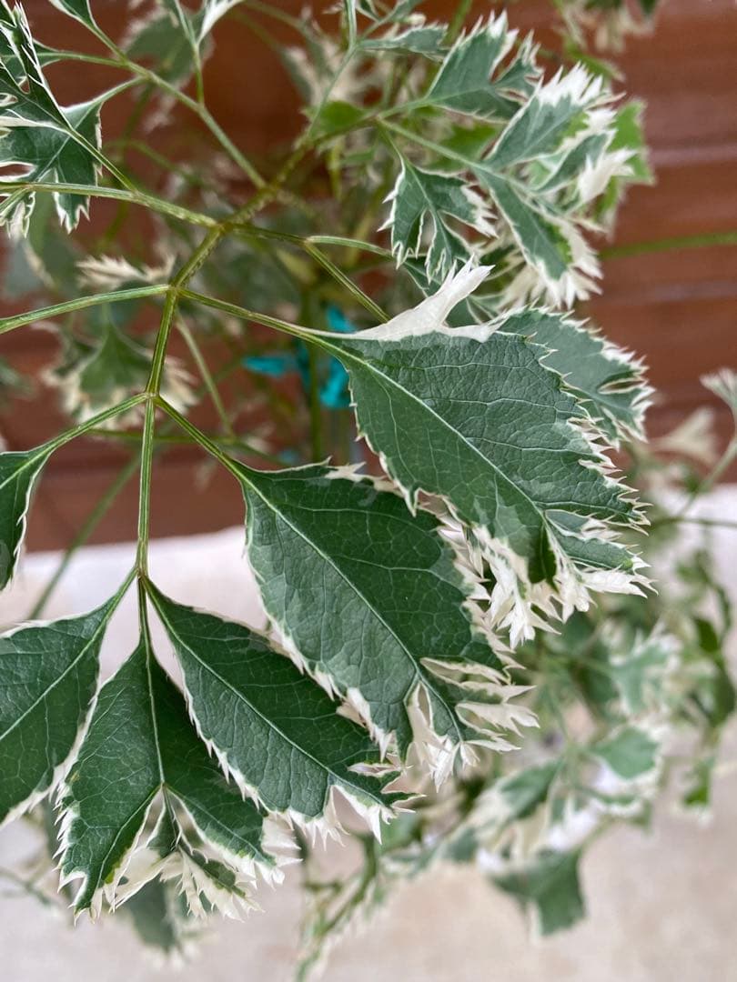 ◆ポリシャス26-012◆プラ鉢植え◆珍しい品種❣️写真現物をそのままお届け