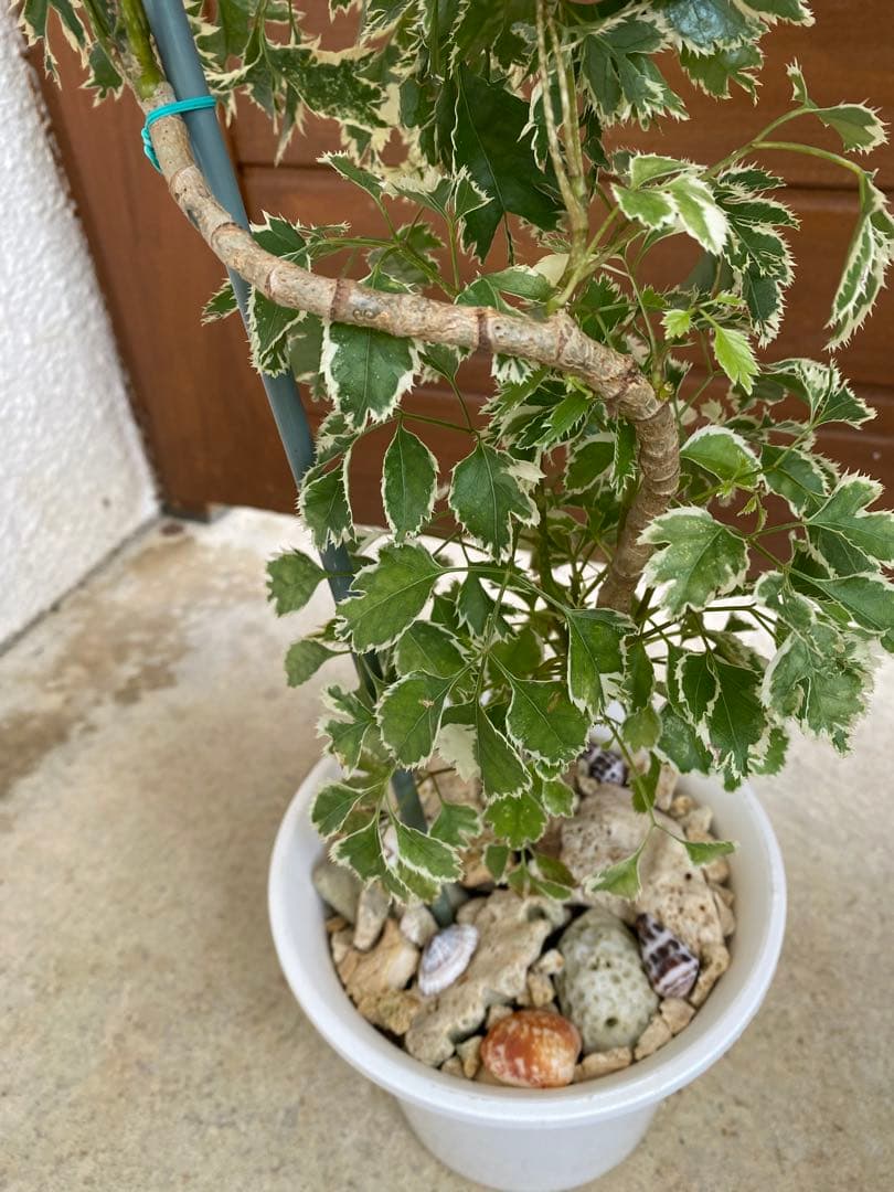 ◆ポリシャス26-012◆プラ鉢植え◆珍しい品種❣️写真現物をそのままお届け