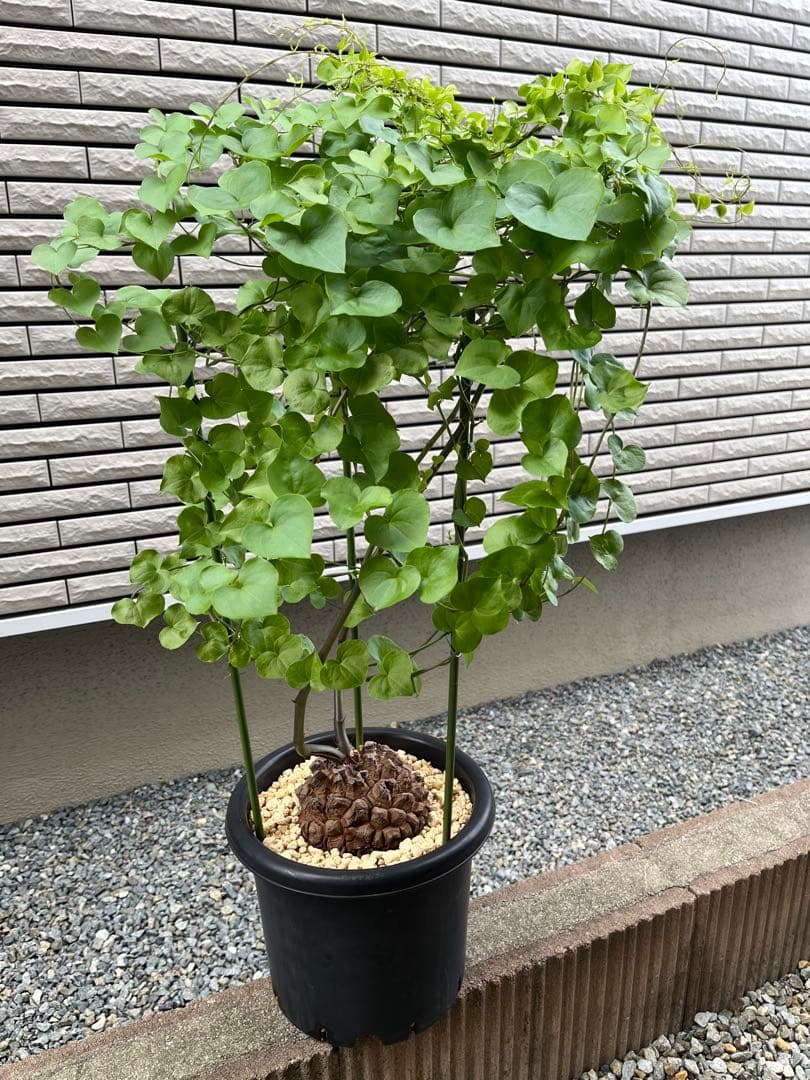 Dioscorea elephantipes アフリカ亀甲竜　実生