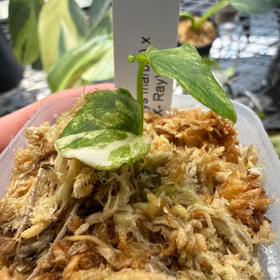 希少 アンスリウム 斑入り ハイブリッド