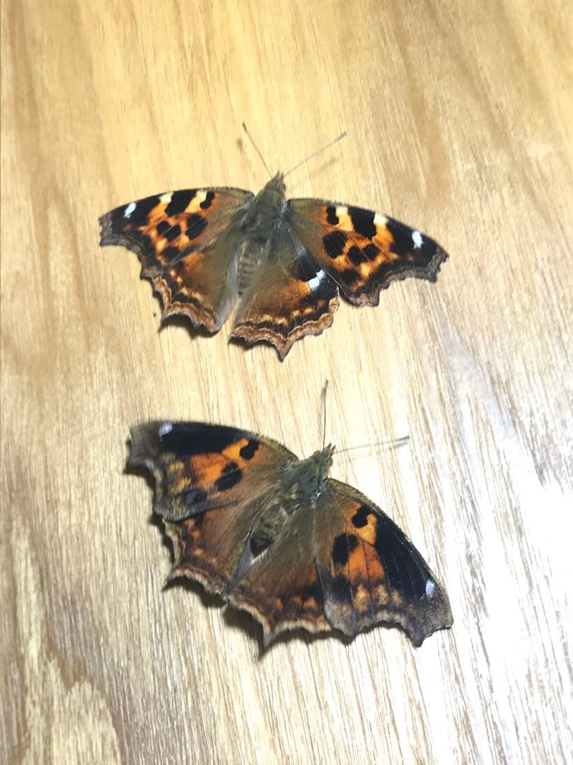 エルタテハ異常型