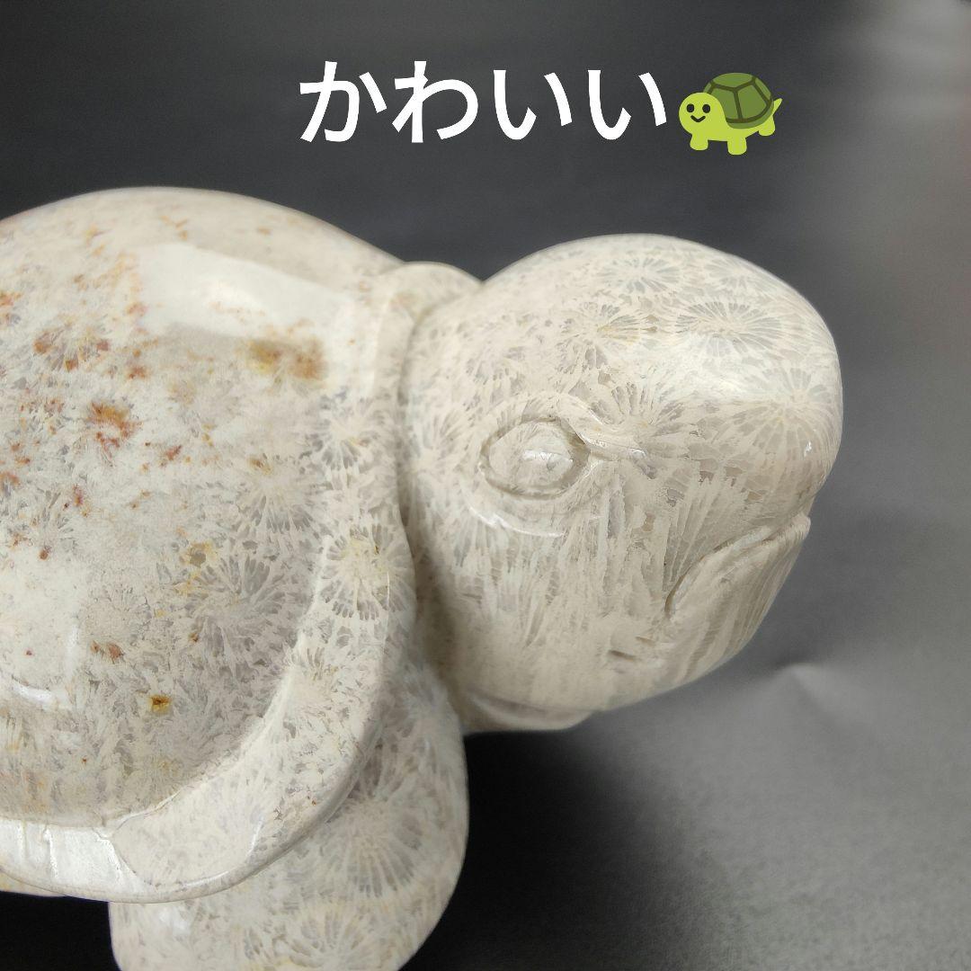 2 サンゴの化石　亀　(大)　天然石　 菊目石　珊瑚　コラール　縁起物　魔除け