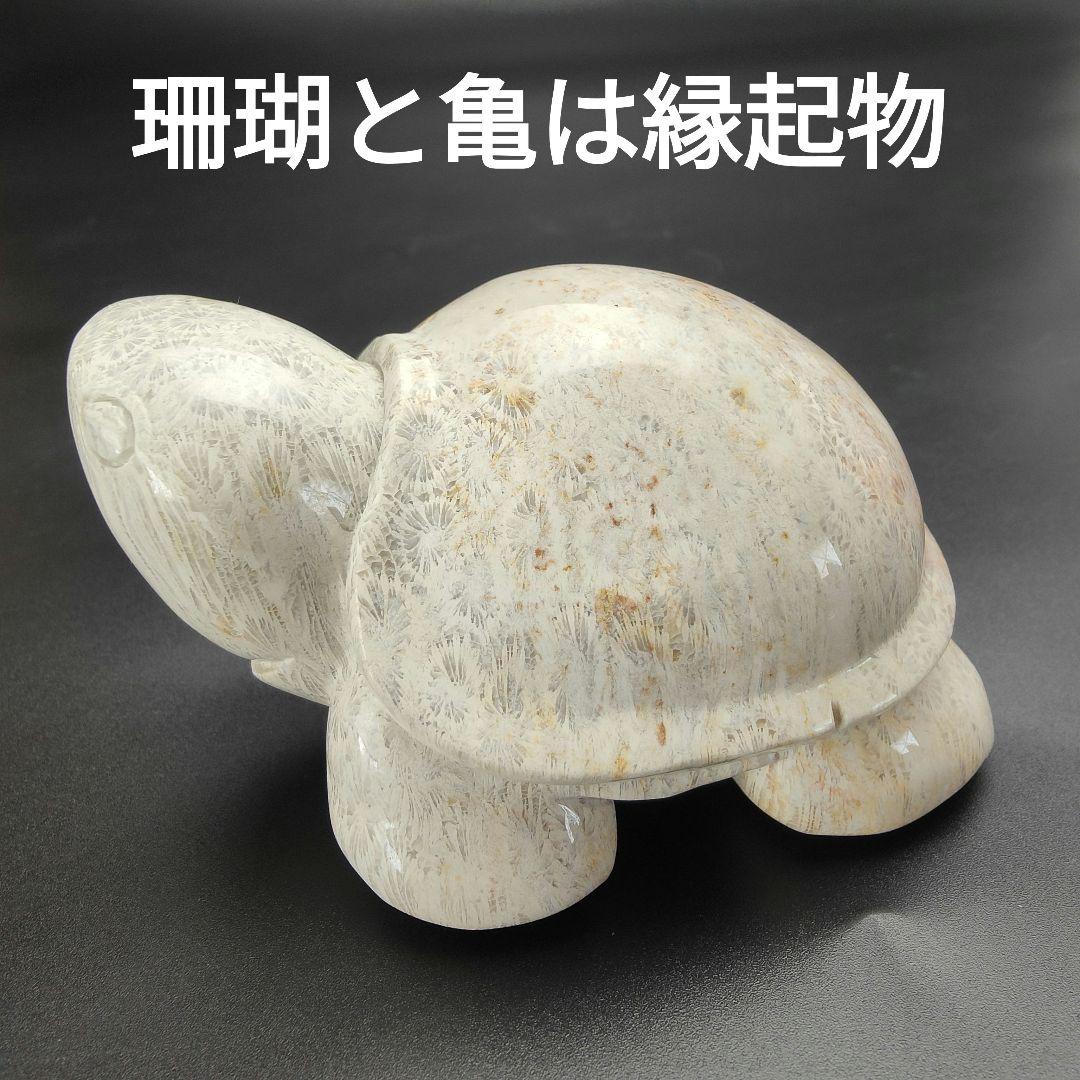 2 サンゴの化石　亀　(大)　天然石　 菊目石　珊瑚　コラール　縁起物　魔除け