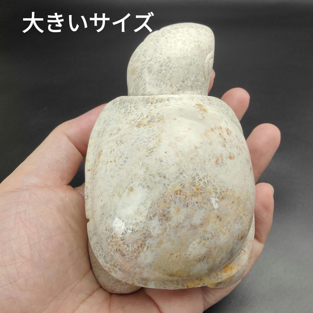 2 サンゴの化石　亀　(大)　天然石　 菊目石　珊瑚　コラール　縁起物　魔除け