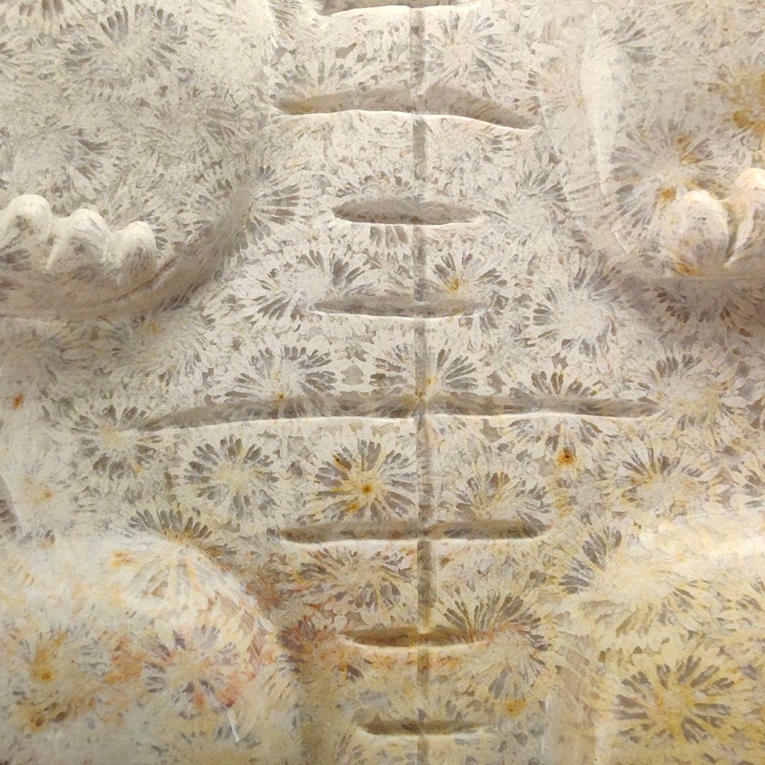 2 サンゴの化石　亀　(大)　天然石　 菊目石　珊瑚　コラール　縁起物　魔除け