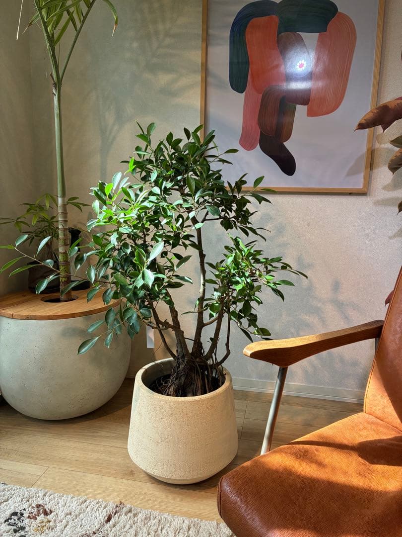 【直接取引のみ】【極上】フィカス 盆栽仕立て　根上がり　9号　鉢カバーセット