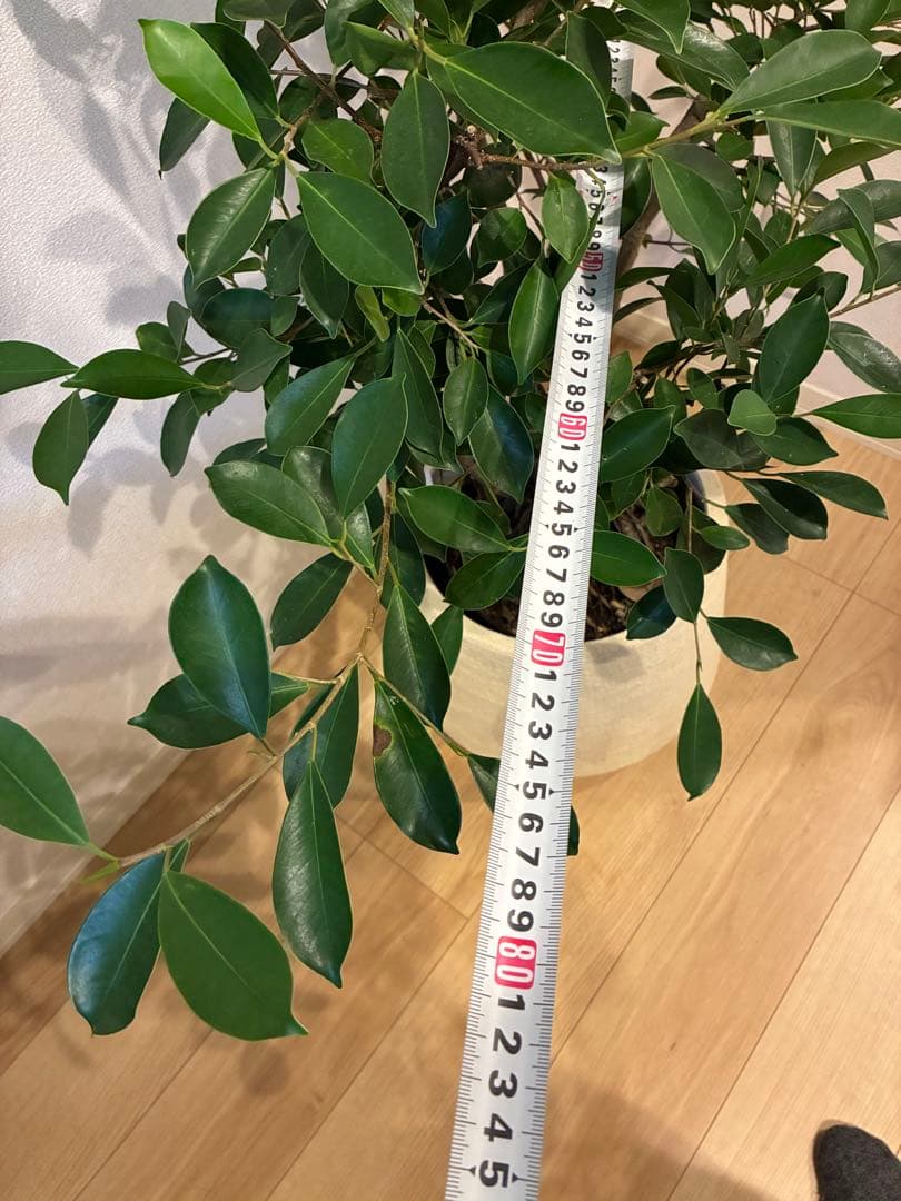 【直接取引のみ】【極上】フィカス 盆栽仕立て　根上がり　9号　鉢カバーセット