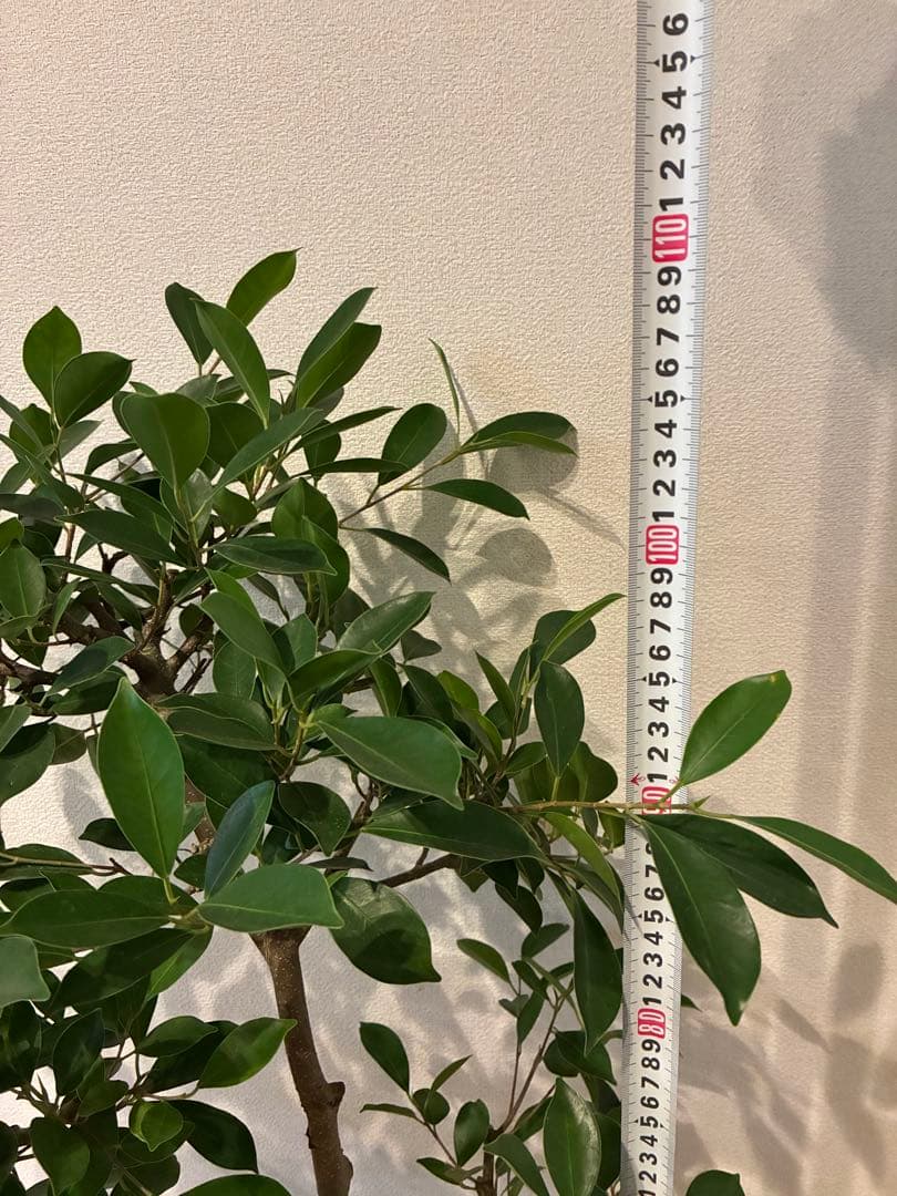 【直接取引のみ】【極上】フィカス 盆栽仕立て　根上がり　9号　鉢カバーセット
