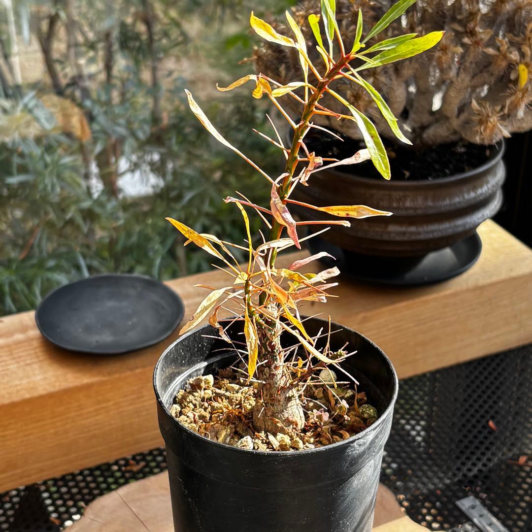 短期間限定大幅値下げ！充実株 国内実生 フォークイエリア プルプシー 塊根